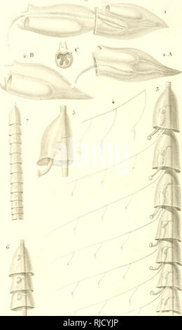 . Centurie Zoologique, ou, Choix d'animaux rares, nouveaux ou imparfaitement connus : enrichi de planches inédites, dessinées d'après nature par M. Prêtre, gravées et coloriées avec le plus grand soin. Zoologie, l'histoire naturelle. La FIA. S. /'/.. ;-.. Veuillez noter que ces images sont extraites de la page numérisée des images qui peuvent avoir été retouchées numériquement pour plus de lisibilité - coloration et l'aspect de ces illustrations ne peut pas parfaitement ressembler à l'œuvre originale.. Leçon, R. P. (René Primevère), 1794-1849 ; Prêtre, J. G. (Jean Gabriel), b. 1769, mauvais ; Berry, S. Stillman (Samuel Stillman), 1887-198 Banque D'Images