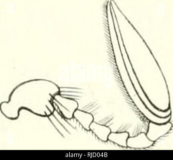 . Centurie Zoologique, ou, Choix d'animaux rares, nouveaux ou imparfaitement connus : enrichi de planches inédites, dessinées d'après nature par M. Prêtre, gravées et coloriées avec le plus grand soin. Zoologie, l'histoire naturelle. Pl.i3.. Veuillez noter que ces images sont extraites de la page numérisée des images qui peuvent avoir été retouchées numériquement pour plus de lisibilité - coloration et l'aspect de ces illustrations ne peut pas parfaitement ressembler à l'œuvre originale.. Leçon, R. P. (René Primevère), 1794-1849 ; Prêtre, J. G. (Jean Gabriel), b. 1769, mauvais ; Berry, S. Stillman (Samuel Stillman), 1887-1984, ancien Banque D'Images