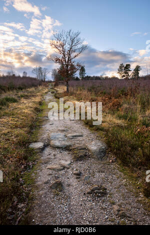 Sentier à travers la lande. Banque D'Images