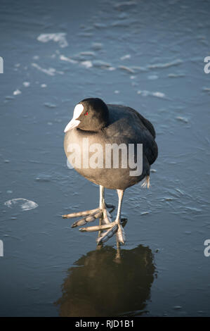 Un oiseau appelé une foulque Banque D'Images
