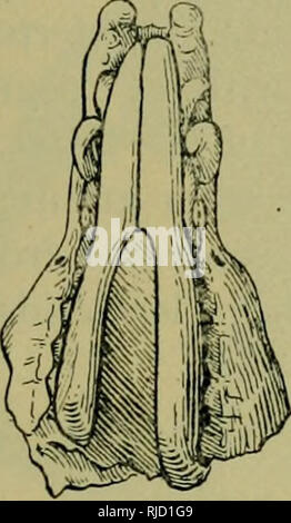 . Expéditions d'Asie centrale de l'American Museum of Natural History, sous la direction de Roy Chapman Andrews : contributions préliminaires dans les domaines de la géologie, de la paléontologie, et la zoologie. L'Asiatique central Expeditions (1921) ; les expéditions scientifiques ; histoire naturelle ; les expéditions scientifiques ; l'histoire naturelle. 1926] crânes de mammifères du Crétacé, LA MONGOLIE 13 La structure molaire est très incertaine, mais il semble plus raisonnable qu'il n'était plus semblable à celui d'Deltatheridium que de celle de Zalambdalestes. En général, l'élongation de l'aspect du visage, développement d'diastemata, etc., n° 21702 est certainement l'inte- Banque D'Images