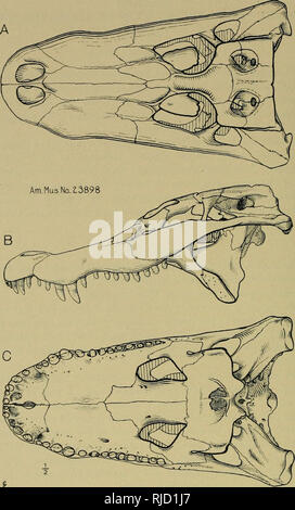 . Expéditions d'Asie centrale de l'American Museum of Natural History, sous la direction de Roy Chapman Andrews : contributions préliminaires dans les domaines de la géologie, de la paléontologie, et la zoologie. L'Asiatique central Expeditions (1921) ; les expéditions scientifiques ; histoire naturelle ; les expéditions scientifiques ; l'histoire naturelle. Fig. 1. ¥auvel sinense Alligator. Crâne (Anier. Mus. N° 23898). La moitié de la taille naturelle. Une vue supérieure, ; B, vue latérale, côté gauche ; C, vue inférieure. 554. Veuillez noter que ces images sont extraites de la page numérisée des images qui peuvent avoir été retouchées numériquement pour plus de lisibilité -. Banque D'Images