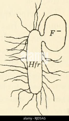 . L'hérédité de la cellule. La cytogénétique. La recombinaison DANS LES VIRUS ET BACTÉRIES 135 où ils peuvent entrer en contact. Bien sûr, il pourrait être suggéré qu'une substance filtrable est toujours l'agent d'échange de gènes, mais qu'il est ad- sorbées sur le filtre, ou a une demi-vie très courte. L'assemblage de faits d'être présenté s'oppose à cette interprétation. En fait, la bactérie peut être observé à rejoindre l'un avec l'autre par paires. Dans ce comportement il y a un système de polarité ; pas chaque souche de bactéries s'accouplent avec chaque autre souche. Ceux qui sont appelés F ne s'assemblent pas avec eux, mais t Banque D'Images