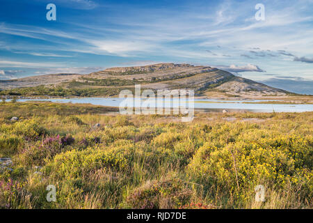 En regardant vers la montagne, de Gortlecka Mullaghmore, le Burren, comté de Clare, Irlande, avec d'abondantes potentille à fleurs en premier plan Banque D'Images