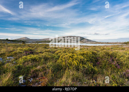 En regardant vers la montagne, de Gortlecka Mullaghmore, le Burren, comté de Clare, Irlande, avec d'abondantes potentille à fleurs en premier plan Banque D'Images