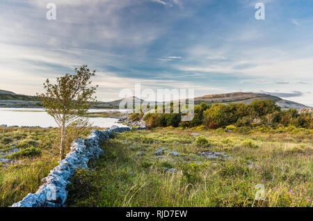 En regardant vers la montagne, de Gortlecka Mullaghmore, le Burren, comté de Clare, Irlande Banque D'Images