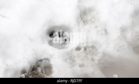 Des traces de tigre sur le blanc de la neige en hiver Banque D'Images