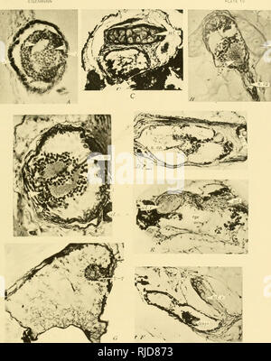 . Vertébrés grotte d'Amérique ; une étude de l'évolution dégénérative. Grotte des animaux ; Heteropygii. EIGENMANN. id. c A à G, les photos des yeux de Ambfyopsis ; H, œil d'Troglichthys. A. section horizontale de l'oeil droit de poissons 9.5 mm. de long. B. face dorsale de section horizontale de l'œil gauche de poissons 25 mm. de long. Nerf optique réalisé avant et vers l'intérieur. C. Section de l'œil gauche de poissons 1 00 mm. de long. D. face antérieure de la section transversale de l'œil gauche de poissons 123 mm. de long. E. La section transversale de l'œil gauche de poissons 130 mm. de long. Pas de structures précises sont différents en plus de cartila scléral Banque D'Images