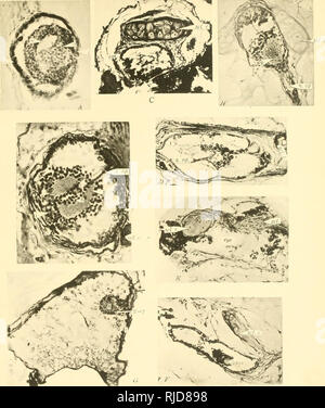 . Vertébrés grotte d'Amérique ; une étude de l'évolution dégénérative. Grotte des animaux ; l'évolution. EIGENMANN. A à G, les photos des yeux de Amblyopsis ; H, œil d'Troglichthys. A. section horizontale de l'oeil droit de poissons 9.5 mm. de long. B. face dorsale de section horizontale de l'œil gauche de poissons 23 mm. de long. Nerf optique réalisé avant et vers l'intérieur. C. Section de l'œil gauche de poissons 1 00 mm. de long. D. face antérieure de la section transversale de l'œil gauche de poissons 123 mm. de long. E. La section transversale de l'œil gauche de poissons 130 mm. de long. Pas de structures précises sont différents en plus de cartilage de la sclère. F. T Banque D'Images