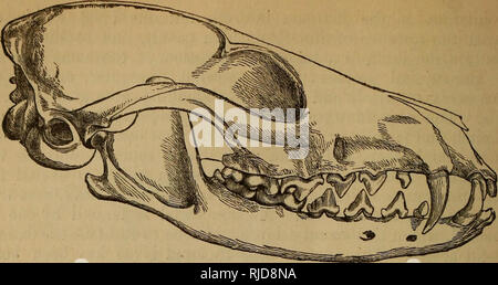 . Le chat : une introduction à l'étude des animaux à colonne vertébrale, en particulier les mammifères. Chats ; anatomie, comparatif. 478 CAT TEE. [Chap. xm.. Fig. 195.-crâne de la Fox (Vulpes bengaknsis). Veuillez noter que ces images sont extraites de la page numérisée des images qui peuvent avoir été retouchées numériquement pour plus de lisibilité - coloration et l'aspect de ces illustrations ne peut pas parfaitement ressembler à l'œuvre originale.. George Jackson Mivart, Saint-Jean, 1827-1900. New York : Scribner's Banque D'Images