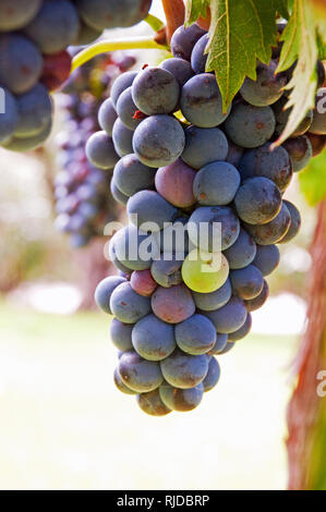 Raisins sur la vigne, de la région viticole de Valpolicella, Italie Banque D'Images