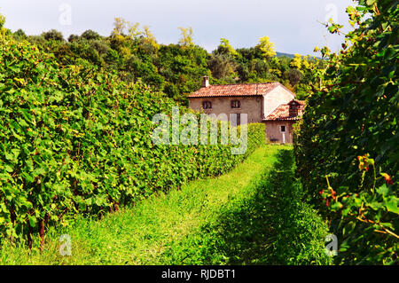 Bâtiment abandonné dans vignoble, Sant'Ambrogio di Valpolicella, Italie Banque D'Images