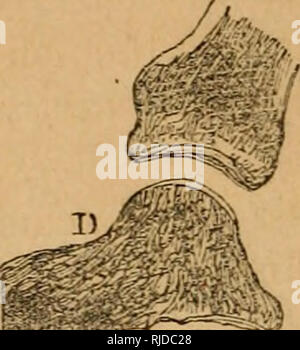 . La chambre : lecteur scientifique illustré de gravures sur bois. Les lecteurs. 50 PHYSIOLOGIE DE L'ORGANISME HUMAIN.. Veuillez noter que ces images sont extraites de la page numérisée des images qui peuvent avoir été retouchées numériquement pour plus de lisibilité - coloration et l'aspect de ces illustrations ne peut pas parfaitement ressembler à l'œuvre originale.. Londres : W. &AMP ; R. Chambers Banque D'Images