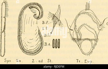 . Causeries scientifiques. Zoologie -- Sociétés, etc ; Zoologie -- France. ai LES CILS VIBRATILKS zone 57 sous-Ã©pithÃ©liale et entrer dans la cellule en quelque point. Nous ajoutons que le cà'ne cI'apathie ne diffÃ¨re pas du cà'ne d'ENOEL- mann. L'examen des dessins d'apathie, ainsi que la comparaison des caractÃ¨res histo-chimiques des racines ciliaires vraies et des soi- disant neuro-fibrilles, prouvent que ces deux appareils n'en font qu'un. Si les neuro-fibrilles d'APATHIE retiennent le ciilorure Ã©nergiquement d'or dans les diverses rÃ©gions oÃ¹ il les a Ã©tudiÃ©es, elles se colorent aussi pa Banque D'Images