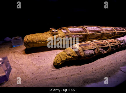 Les momies de crocodiles en exposition dans le musée dans le Temple de Kom Ombo, Temple de Sobek, un temple double de l'Ptolomeic dynastie, Haute Egypte Banque D'Images