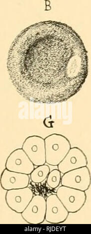 . Causeries scientifiques. Zoologie -- Sociétés, etc ; Zoologie -- France. . Veuillez noter que ces images sont extraites de la page numérisée des images qui peuvent avoir été retouchées numériquement pour plus de lisibilité - coloration et l'aspect de ces illustrations ne peut pas parfaitement ressembler à l'œuvre originale.. Société zoologique de France. Paris Banque D'Images