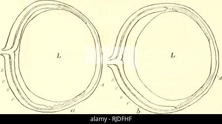 . Vertébrés grotte d'Amérique ; une étude de l'évolution dégénérative. Grotte des animaux ; l'évolution. 26 VERTÉBRÉS ET aveugle les yeux. La GROTTE ET SES YEUX DE RAT." La grotte rat, Neotoma ami^iskr, va vers l'Est jusqu'au sud de New York et le sud de l'Alabama, et ne se limite pas aux grottes. Il vit dans "falaises, grottes, et corniches rocheuses des montagnes, descendent dans les basses terres, où les grottes calcaires se le permettre la sécurité." En blanc, près de la grotte Grotte Mammoth, California, il a son nid près de l'entrée, dans la région du crépuscule. Dans l'ai trouvé de Mammoth Cave Mammoth Dome, et il se produit aussi plus loin je Banque D'Images