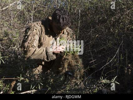 LCpl. Derrick King, 22 ans, de Kansas City, MO, professionnellement l'instruction régimentaire tireur avec société de surveillance et d'acquisition, 1er Régiment de Marines, l'arrière son ghillie suit en vue d'un exercice sur le mouvement le 22 janvier 2018. RSTAC est conçue pour renforcer la maîtrise des opérations pour sniper scout exercices de niveau de service jusqu'à vivre la mission à plein feu adulte, les rapports de surveillance et de reconnaissance et d'exploitation du centre de contrôle d'un grand angle d'incendies de précision. Banque D'Images
