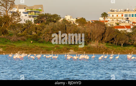 Beaucoup de flamands roses marchant sur le lac avec des immeubles d'habitation à l'arrière-plan, lac salé de Larnaca, Chypre Banque D'Images