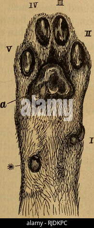 Le Chat Une Introduction A L Etude Des Animaux A Colonne Vertebrale En Particulier Les Mammiferes Chats Anatomie Comparatif Chap Ii L Fobm Sscev 25 Patte Arriere Chaque Pad Est Constitue