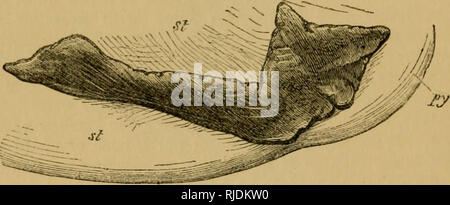 Anatomie De La Rate De Chat Photo Stock Alamy