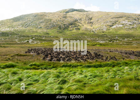 Et empilage traditionnel de la tourbe pour l'énergie domestique dans le Connemara, avec de plus en plus de foin dans l'avant-plan et les tourbières et les collines derrière. Banque D'Images