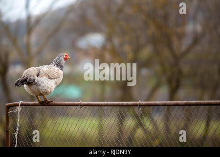 Big White et Black belle poule sur grillage sur journée ensoleillée sur red blurred paysage rural copie espace arrière-plan. Élevage de volaille, poulet Banque D'Images