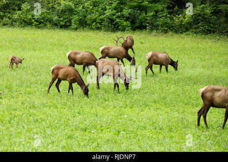 Un troupeau de wapitis (Cervus canadensis) pâturage dans le site Cataloochee Vallée de Great Smoky Mountains National Park en Caroline du Nord, USA. Banque D'Images