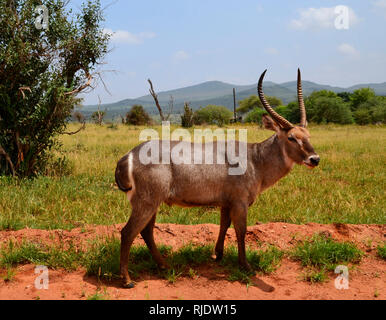 L'antilope d'Afrique, Kenya Banque D'Images