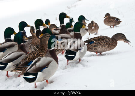 Groupe de canards colverts marcher dans la neige Banque D'Images