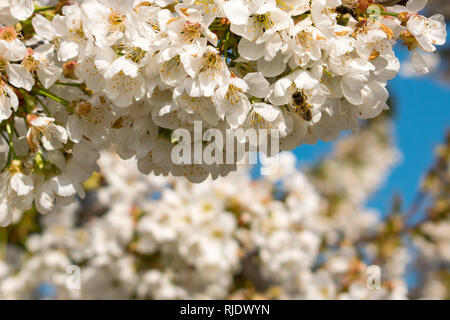 Bumblebee sur la pollinisation des fleurs de cerisier en fleurs au printemps. Vol d'abeilles sur Prunus avium. Arbre généalogique de la pollinisation. Banque D'Images