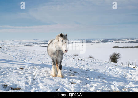 Gris argenté cheval blanc dans la neige sur Hackpen hill. Wiltshire, Angleterre Banque D'Images