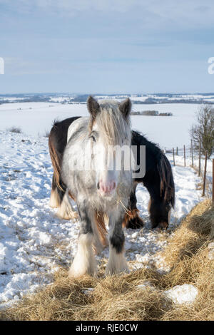 Foin de l'alimentation des chevaux dans la neige sur Hackpen hill. Wiltshire, Angleterre Banque D'Images