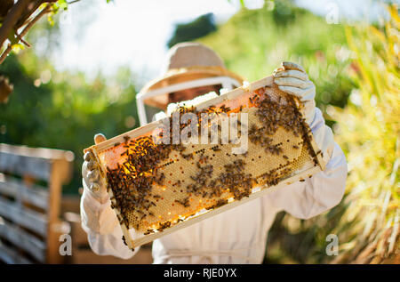 L'apiculteur à la recherche dans un grand groupe des abeilles sur une ruche. Banque D'Images