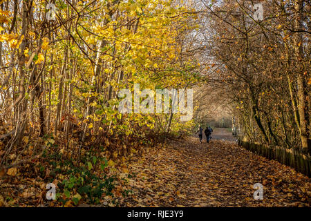 Novembre 2018 : Chorlton Water Park en plein couleurs d'automne sur un après-midi ensoleillé. Pathways sont fortement couvert de feuilles couleur d'or. Banque D'Images