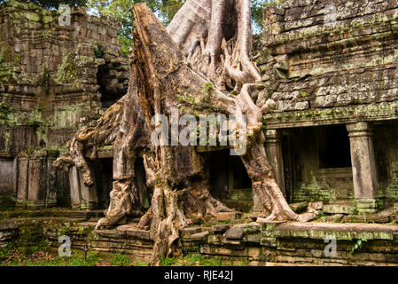 Temple de Preah Khan dans le parc archéologique d'Angkor, Siem Reap, Cambodge a été laissé non restauré avec la croissance de la végétation. Banque D'Images