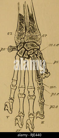 . Le chat ; une introduction à l'étude des animaux à colonne vertébrale, en particulier les mammifères. Chats ; anatomie, comparatif. Fig. 50.-Os de Medivs Chiffre. rn. Magnum. Metaiarpal inc... Sésamoïdes. j)i. Plialanx proximale. jf'. Iilialanx médian. ]Fi. Phalange distale. a. Son ajiex embrassé par griffe. b. Sheatli enclosint d'os ; racine de l'externe. claw p/.0. jir Fig. CO.-VlUlTK SKCriON PAR AL'OS D'Au.M, poignet, Pollicx, et Inuk.x, pour montrer Epiphv.sks. j'iuc. D themetacari cjiiiihysis^&gt;alof thepollex •mc. Que de l'index. })' E. Tluitof iiroxinial poUex phalange de l'index et 2&lt;2t'. Que de se Banque D'Images