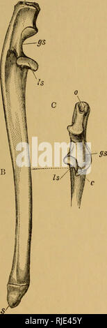 . Le chat ; une introduction à l'étude des animaux à colonne vertébrale, en particulier les mammifères. Chats ; anatomie, comparatif. CHAP. IV.] LE SQUELETTE DES MEMBRES. 95 par ronde et witli le rayon dans la motion du bras et la main qui s'appelle pronation et supinationâmovements Avhen où vous seront expliqués les articulations et les ligaments de la nageoire pectorale membre. I i !'je fis-.50- âThe cubitus droit. A. aspect externe. B. aspect Interual. C. La surface du côlon sigmoïde fossa, ch. Processus de Coronoid. &Lt;7*'. Une plus grande cavité sigmoïde. Est. Moindre cavité sigmoïde. c. R de l'olécrâne. Rayon de surface. s. Processus styloïde sont&Nbsp. Banque D'Images