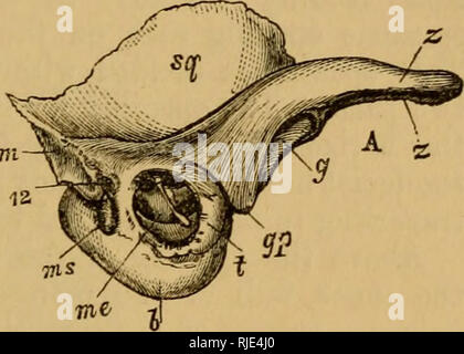 . Le chat ; une introduction à l'étude des animaux à colonne vertébrale, en particulier les mammifères. Chats ; anatomie, comparatif. Fig. 35.-os temporal. A. Vue externe. B. Vue interne. h. Et plus grande partie intérieure de bulla. c6. Fosse cérébelleuse. eu. Ouverture d'Eustachian. g. Glénoïde. surface ijp. Processus post-glénoïde. w. Région mastoïdienne. moi. Meatus auditorius extemus. mi. Meatus auditorius. muscle ms. Mastoïde i)roces.' !. J). Appliqué à la surface. jiarietal squamosales2. t. Et extérieure plus petite partie de bulla. X. cochleai Aqueductus. z. Processus zygomatique. 12. Stylo-niastoid foramen. Un ijroeess du marteau est vu dans Banque D'Images