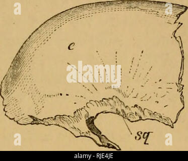 . Le chat ; une introduction à l'étude des animaux à colonne vertébrale, en particulier les mammifères. Chats ; anatomie, comparatif. A B Fig. 33.-Boite pariétal droit. A. surface interne. B. surface externe. c. Paiietal eminence. /. Pour l'articulation avec la surface frontale. s([. Pour la surface de l'os temporal. t. Tentorium. tion d'une membrane appelée le tentorium, et décrites avec les structures cérébrales (f). Le lobe pariétal est toujours un seul os. § 35. Les autres os du toit du crâne sont le FK.ONTALS, il whicli côte à côte en face de des pariétaux, et toit au-dessus de la poupe du visage ainsi que le BOF Banque D'Images