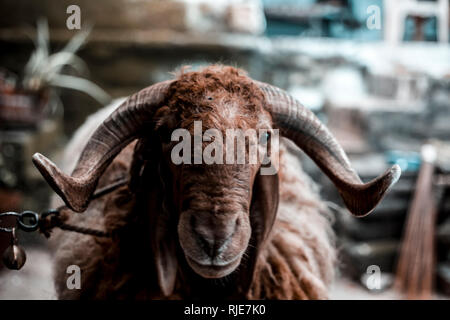Close up of Indian moutons ou brebis de race Awassi Ram ou race de moutons dans les champs. Banque D'Images
