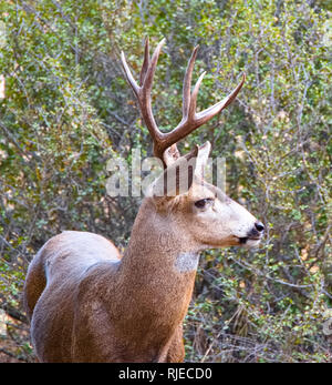 Le roi Gilletter La faune Ranch Banque D'Images