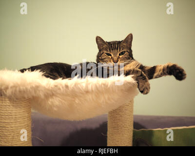 Le Mintie tabby sur son lit Banque D'Images