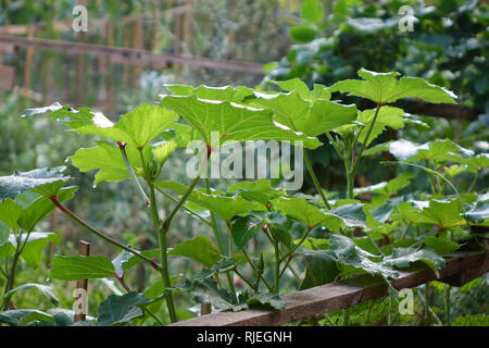 Gombo vert frais en potager. Macro shot Banque D'Images