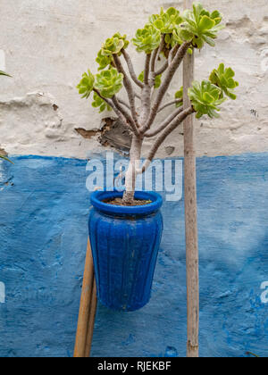 Petit arbre vert dans un pot en terre cuite dans le contexte de la mur bleu, Rabat, Maroc. Banque D'Images