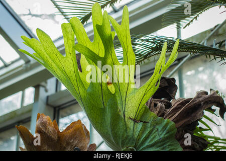 Feuilles géantes vertes de fern de staghorn, Platycerium dans le jardin à Belgrade, en Serbie Banque D'Images