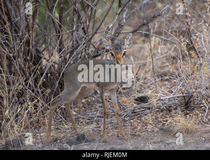 Un mâle Kirk's dik-dik, debout dans les zones semi-arides scrub, Shaba, Kenya National Rserve Banque D'Images