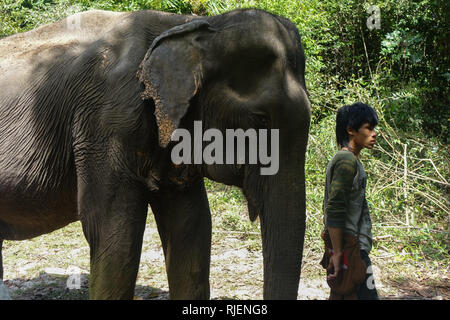 Une femelle éléphant avec sa garde dans 'Jungle Elephant Sanctuary', à Krabi en Thaïlande. Banque D'Images