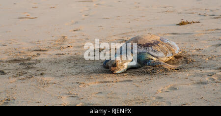 Une tortue morte sur une plage de Goa, Inde Banque D'Images