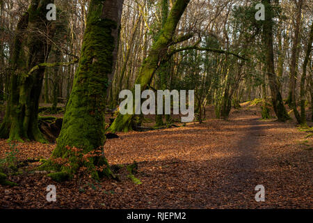 Forêt de bois vue sur le chemin et les arbres couverts de mousse dans l'île Ross, parc national Killarney, comté de Kerry, Irlande Banque D'Images